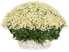 Цветочная композиция из Ромашки в корзине #REPLACE_PRED# Дорогино